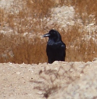 Common Raven